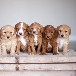 Goldendoodle Puppies from Utah Mini Doodles