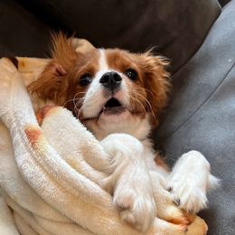 Shelby - Cavalier King Charles Spaniel
