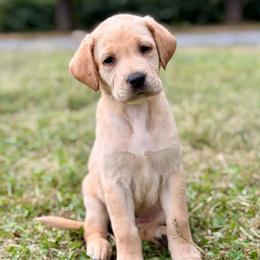 Rubi - Yellow female Labrador Retriever puppy in Sweet Home, Oregon from Snowpeak English Labradors
