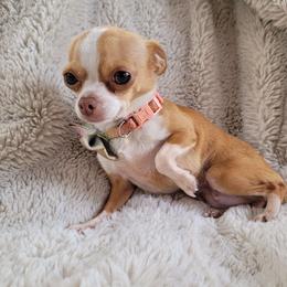 Bitsy - Chihuahua