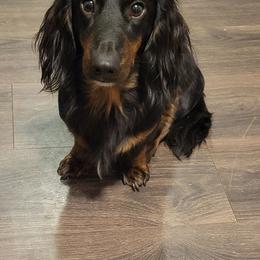 Jet - Dachshund
