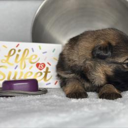 Xero - Grey - Black and red male German Shepherd puppy in Iola, Wisconsin from DeFelice's German Shepherds