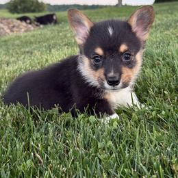 Nile-Triple Clear - Black and white male American Corgi puppy in Scottown, Ohio from Wyndy Ridge Corgis