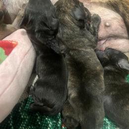 Lark - Brindle male Dachshund puppy in East Dover, Vermont from Audet’s Mini Dachshunds