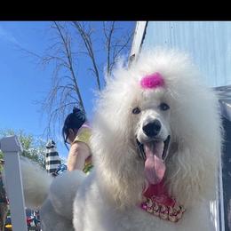 Poodle All Grown Up from Purley Poodles