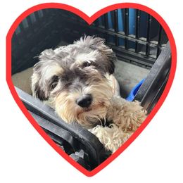 Serenity - Miniature Schnauzer