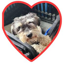 Serenity - Miniature Schnauzer