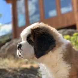 Saint Bernard Puppies from Thunder Keg St. Bernards