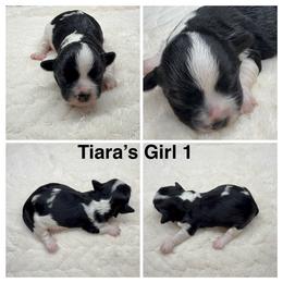 Girl 1 - Black and white female Havanese puppy in Elkins, Arkansas from Havana Knights Havanese