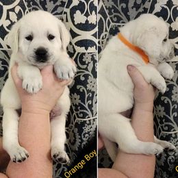 Boy 5 - Labrador Retriever puppy in Texas from Lady D Labradors