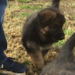 German Shepherd Puppies from Typecast GSD’s