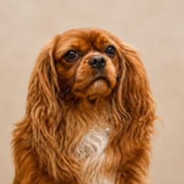 Poppy - Cavalier King Charles Spaniel