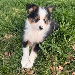 Petunia - Black tri female Miniature Australian Shepherd puppy in Tonasket, Washington from V5 Aussies