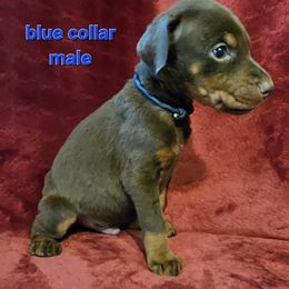Doberman Pinscher Puppies from Kazimir Kennels of Indiana
