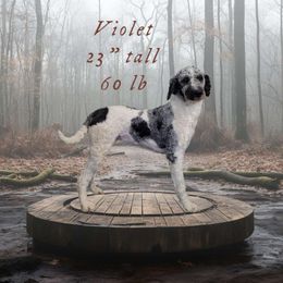 Violet - Goldendoodle