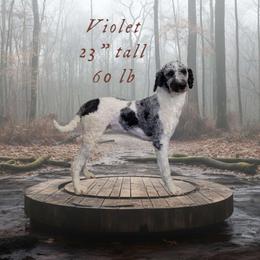 Violet - Goldendoodle