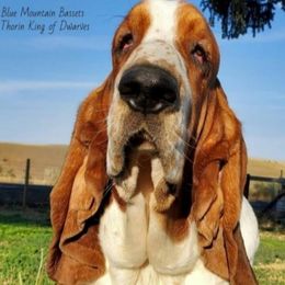 Thorin - Basset Hound