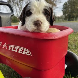 English Springer Spaniel Puppies from Cedar Ridge Kennels