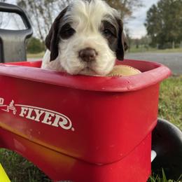 English Springer Spaniel Puppies from Cedar Ridge Kennels