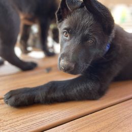 German Shepherd Puppies from Von Lambor German Shepherds