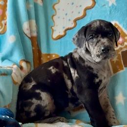 Felix - Merle male Great Dane puppy in Fitzwilliam, New Hampshire from Split Rock Danes