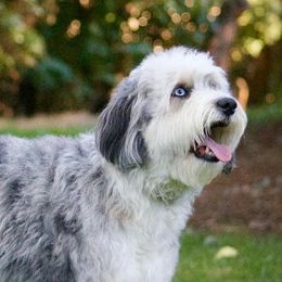Lily - Bordoodle