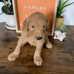 Goldendoodle and Golden Retriever Puppies from Polk Pups
