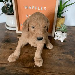 Goldendoodle and Golden Retriever Puppies from Polk Pups
