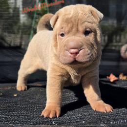Poppy - Isabella dilute female Chinese Shar-Pei puppy in Salem, Ohio from WrinkleMonsters