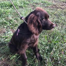 Boykin Spaniels from Lost Branch Boykin Spaniels