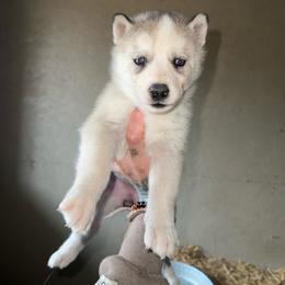 Girl 2 - Gray and white female Siberian Husky puppy in Iron River, Wisconsin from Wiemeri Siberians