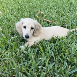 Dachshund Puppies from Honey Creek Dachshunds