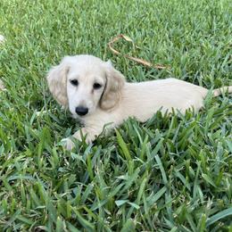 Dachshund Puppies from Honey Creek Dachshunds