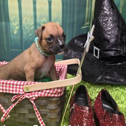 Green fawn girl - Fawn female Boxer puppy in Farmington, Pennsylvania from Impression's Boxers