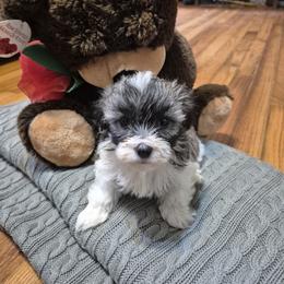 Aurora - Black white and silver female Shihpoo puppy in Pacolet, South Carolina from Kelli's Pups