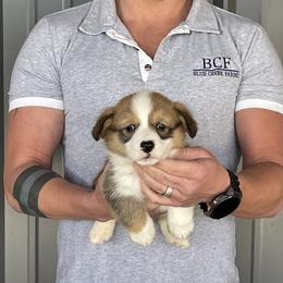 Winnie - Male 5 - Fawn male Pembroke Welsh Corgi puppy in Jefferson, South Carolina from Blue Creek Farms