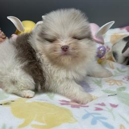 Lyla - Lavender female Pomeranian puppy in Newark, Ohio from Keeperofstars Pomeranians