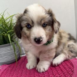 Story( Fluffy, Bluie carrier) - Brindle merle and white female American Corgi puppy in Scottown, Ohio from Wyndy Ridge Corgis