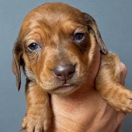 Boy - Dapple male Dachshund puppy in Pierson, Florida from Michelle’s Mini Dachshunds