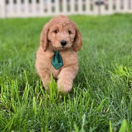 Goldendoodle and Poodle Puppies from Funny Farm Poodles & Doodles