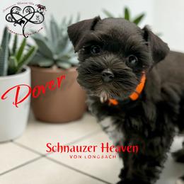 Dover AKC - Black male Miniature Schnauzer puppy in Pelzer, South Carolina from Schnauzer Heaven Von Longbach