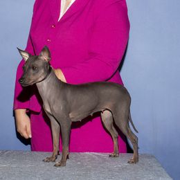 Eclipse - American Hairless Terrier