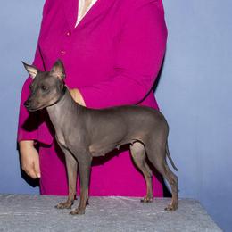 Eclipse - American Hairless Terrier