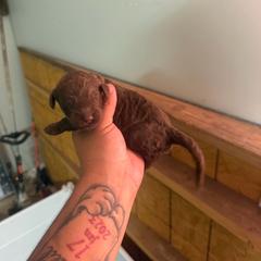 Burgundy Collar - Chocolate female Assorted Doodle Crosses puppy in Conway, Arkansas from Hollins Doodles