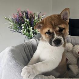 Shiba Inu Puppies from Shiba Shenanigans