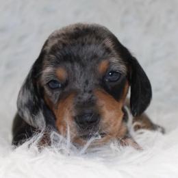 Dapple girl - Dapple female Dachshund puppy in Lily, Kentucky from Little Acres Miniature Dachshunds