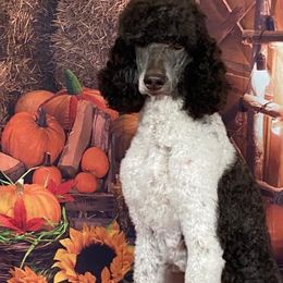 Poodle All Grown Up from Heartland Standard Poodles
