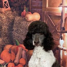 Poodle All Grown Up from Heartland Standard Poodles