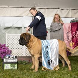 Mastiff All Grown Up from Bittersweet Lane Mastiffs