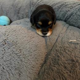 Duke - Black male Havapoo puppy in Hudson, Indiana from A&G Maltipoos